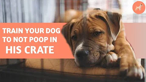 How To Stop Your Dog From Pooping in His Crate