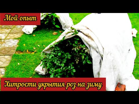 Хитрости укрытия роз на зиму. Мой многолетний опыт.