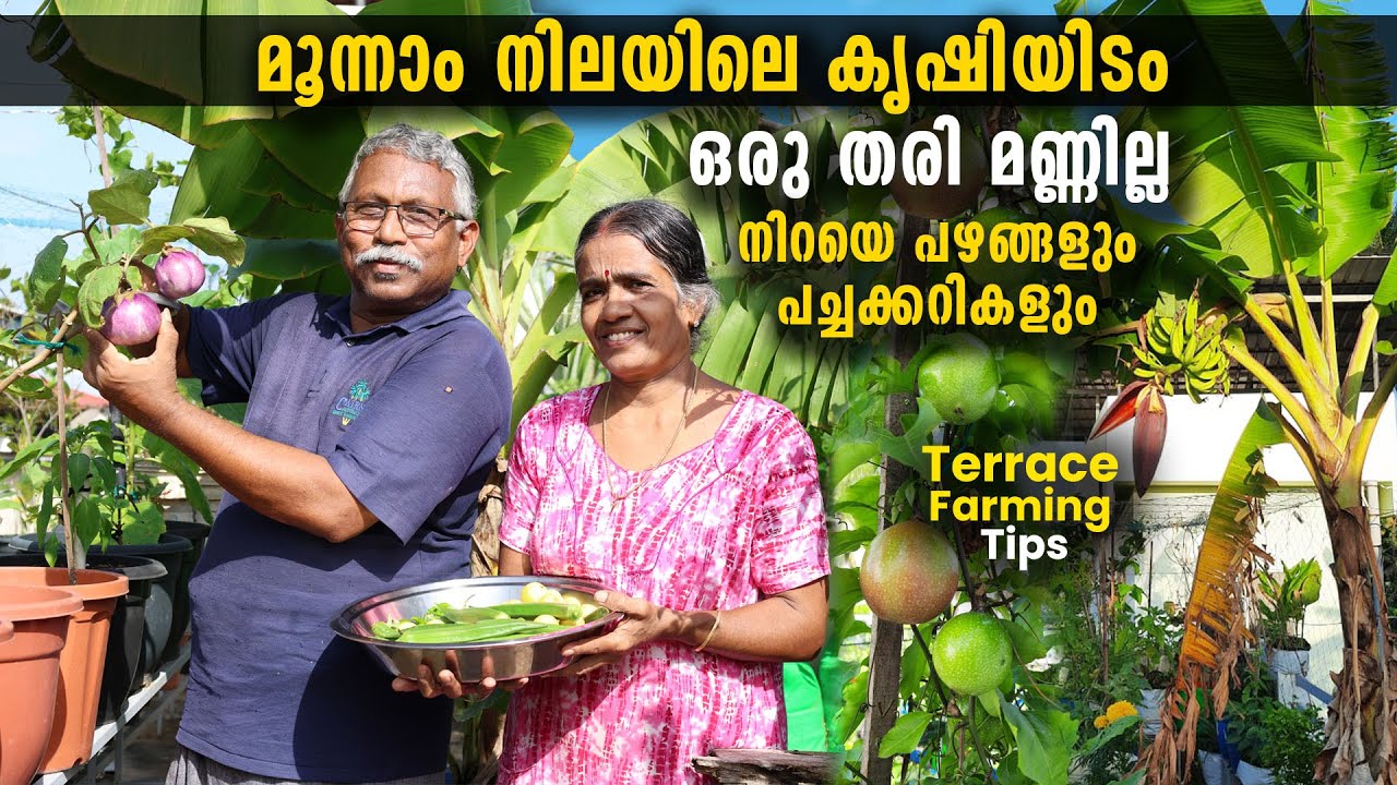 പച്ചക്കറി വാങ്ങാൻ മാർക്കറ്റിൽ പോകേണ്ട, വീ‌ട്ടിലേക്കുള്ളതെല്ലാം മൂന്നാം നിലയിലെ ടെറസ്സിലുണ്ട്.