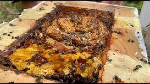 Native Bees   Splitting a hive