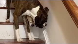 Boxer Helping Blind Puggle