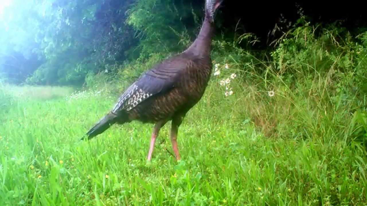 Wild Turkey Hen skittish about a sound YouTube