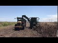 Harvesting sugar cane