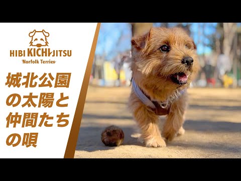 愛犬キチ  城北中央公園ドッグランの仲間達【  norfolkterrier ノーフォークテリア dogs dogrun】
