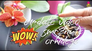 Update  - Napredak smrznutih i presadjenih orhideja