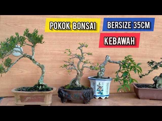Berbagai Jenis Pokok Bonsai Size Sederhana class=