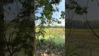 Village home #ytshorts #villagelife #nature #calming