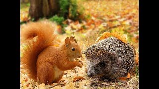 Українська казка "Білочка - мандрівниця" / Аудіоказка на ніч /