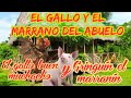 El Gallo y el Marrano del abuelo