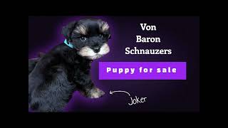 Black Schnauzer puppies for sale houston, TX
