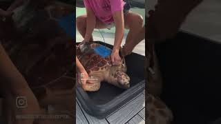 Scooby, a juvenile Loggerhead, Sea Turtle now Barnacle, Free, and ready for Release ge #turtle