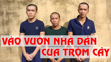 ĐỘT NHẬP VƯỜN RẪY NHÀ DÂN CƯA TRỘM CÂY | HAI LÚA TV