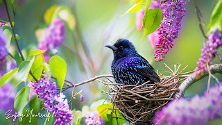 Birds of Spring  Beautiful Bird Sences & Soothing Music for Relaxation, Sleep, Study & Work #10