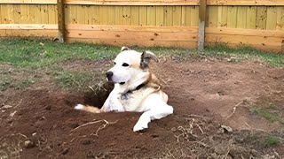 These Weird Dogs Will Have You Rolling Funny Dog Videos 2025