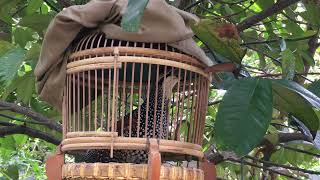 Download Lagu Tiếng đa đa test đa đa mồi! MP3