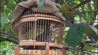 Tiếng đa đa test đa đa mồi!