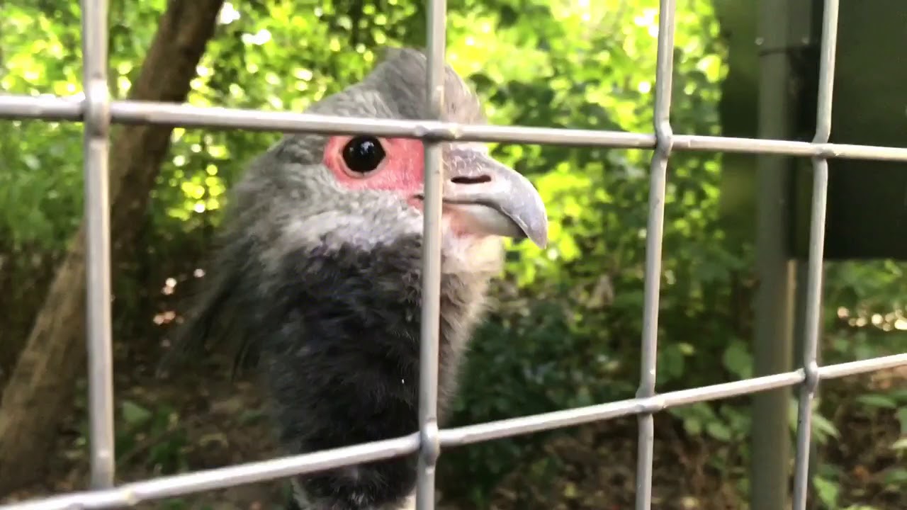 Visit to the Bronx zoo