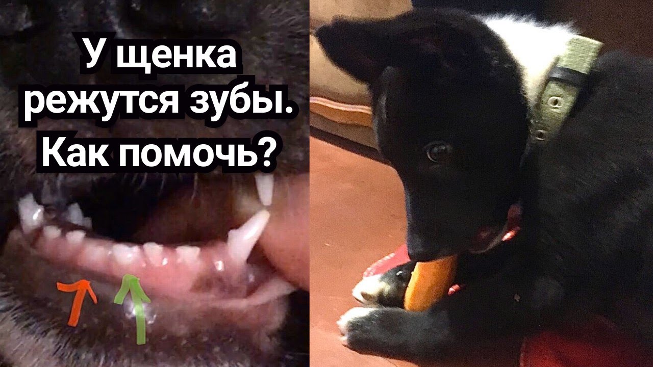 Смена молочных зубов у собаки | У щенка режутся зубы как помочь и ...