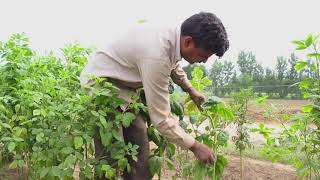 Farmer Stock Footage - Farmer Free Stock s