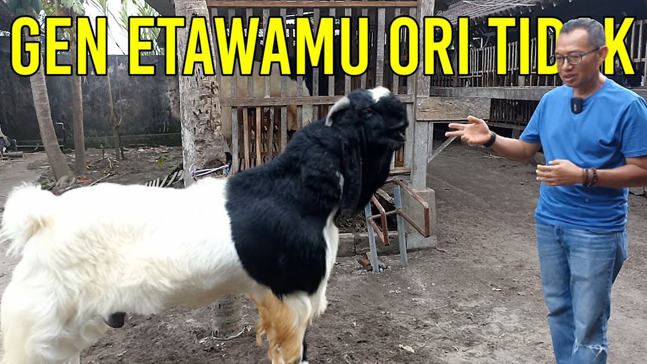 Kamu susah cetak kambing etawa seni ? Cek genetik etawamu ori tidak