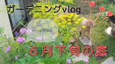 ガーデニングvlog ダイソーの支柱で薔薇のアーチを作る Youtube ガーデニングvlog ダイソーの支柱で薔薇のアーチを作る Youtube
