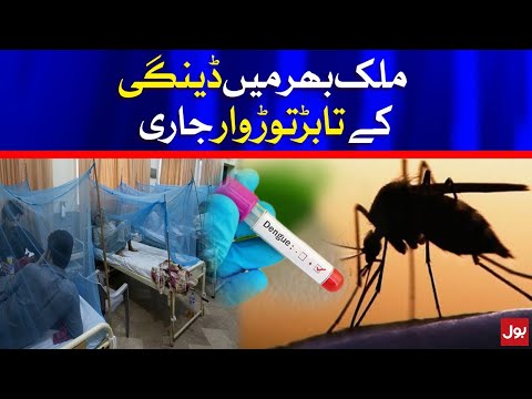 Dengue Cases Latest Updates | BOL News