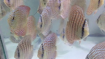 Cá Dĩa Nâu chỉ đỏ & Beo tại Phan Thiết