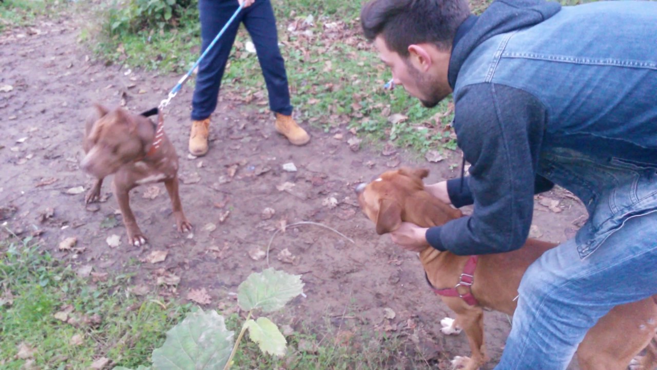 köpek kavgası YouTube