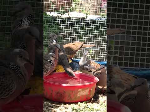 Đàn chim cu thái bông |#shorts