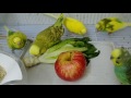 الطعام التفاح والخس  لطيور الحب البادجي 106