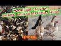 Срочно ЖӨЖӨЛӨР сатылат // АЛГАН АДАМ ЖЫРГАЙТ // 4-5 ПАРОДАСЫ бар