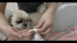 犬のスキンケア 眉間や顔のクレンジングにスキンバリア