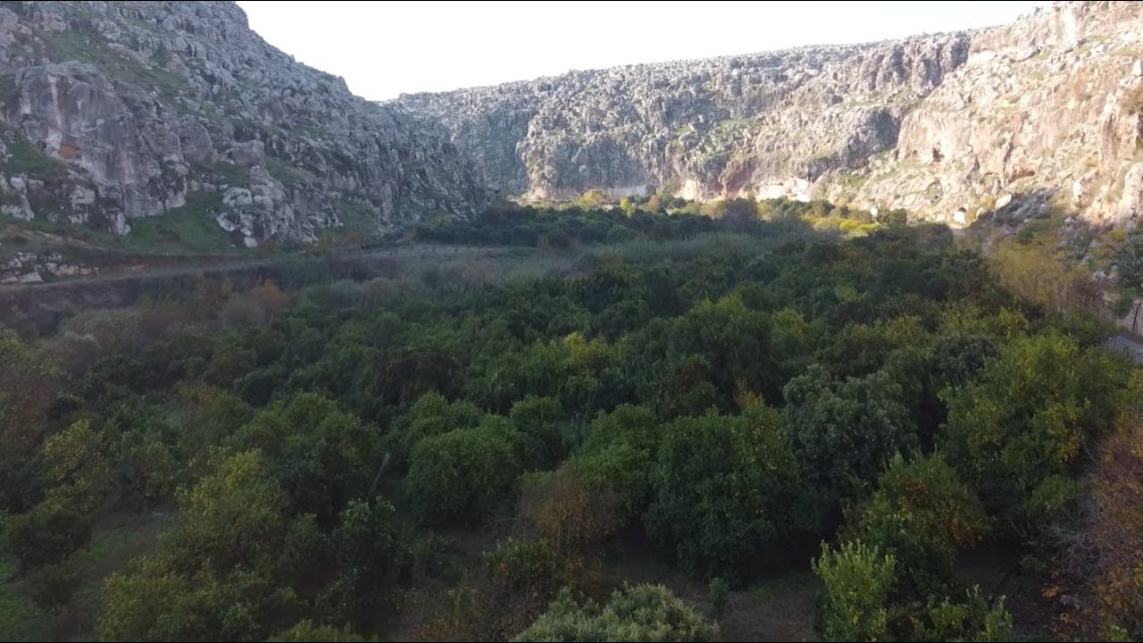 جولة في إحدى مزارع الحمضيات في دركوش بريف إدلب