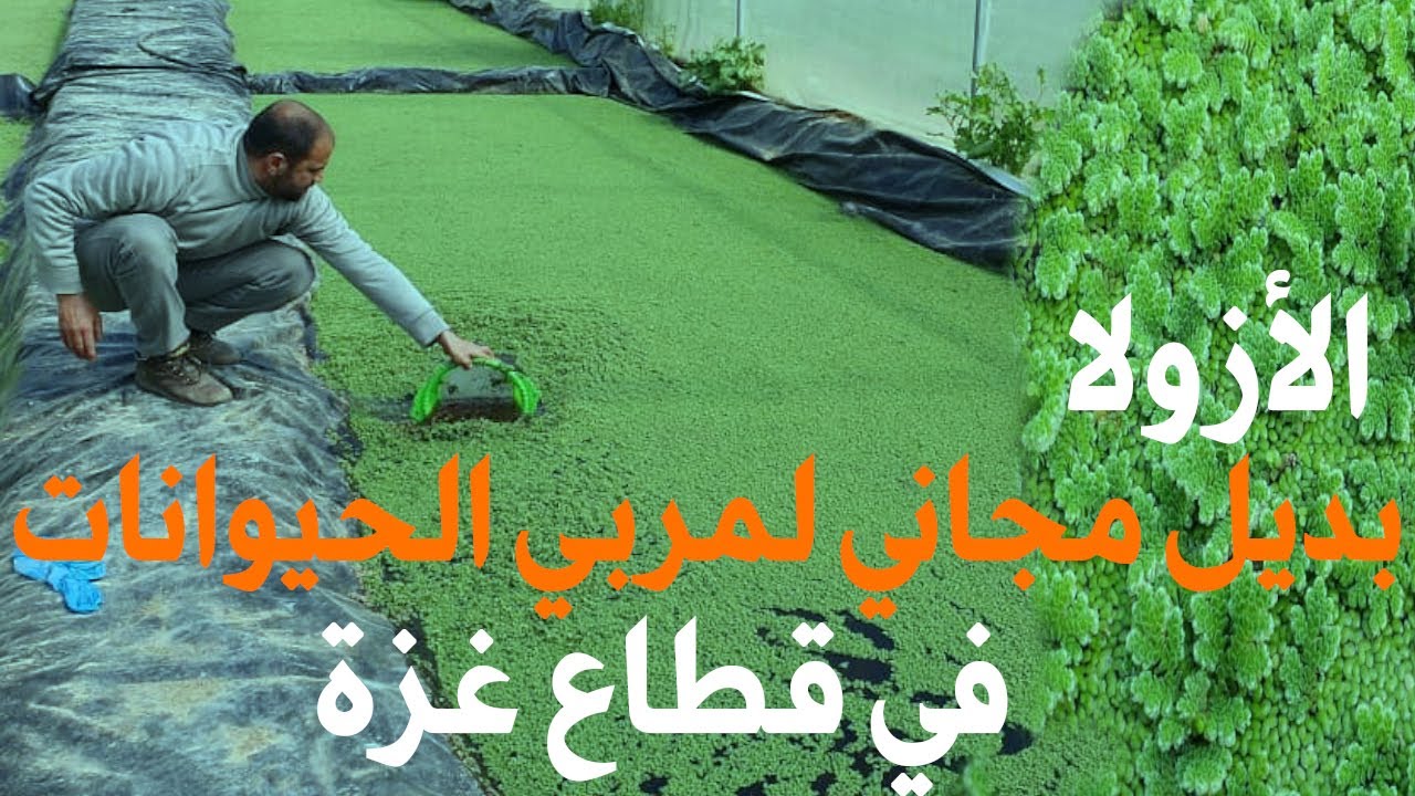 الأزولا بديل مجاني لمربي الحيوانات في مواجهة ارتفاع أسعار الأعلاف في قطاع غزة