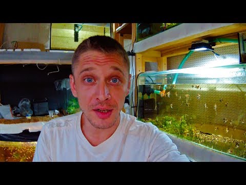 Видео: Как выбрать здоровую аквариумную рыбку
