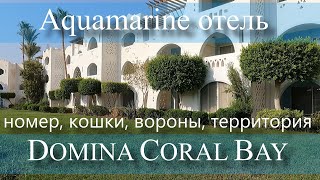 🌺ЕГИПЕТ Шарм эль Шейх Domina Coral Bay  Aquamarine Pool, номер, кошки, вороны, территория, бассейн