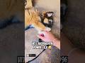 Meu cachorro mostrando que é perigoso ⚠️ senas fortes | deixa like 🥰 #funny #viral #dog #memes