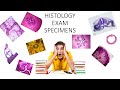 Histology. Specimens