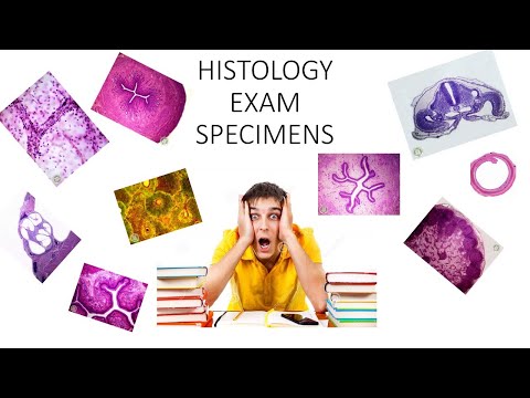 Histology. Specimens