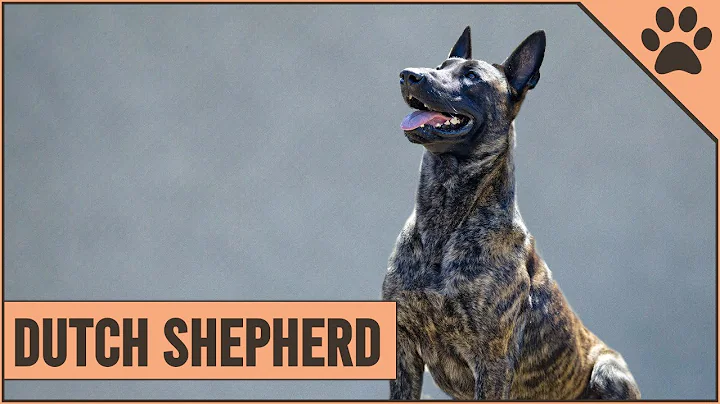 Dutch Shepherd Dog Breed Information