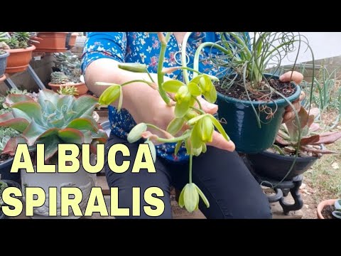 Vídeo: Cuidados com Plantas de Grama Espiral: Como Cultivar Plantas de Grama Espiral Albuca