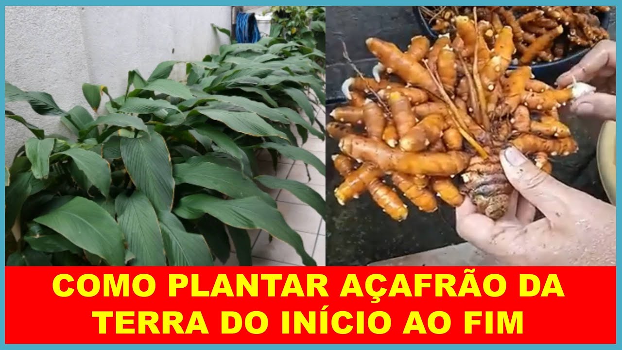 Como plantar açafrão da terra do início ao fim