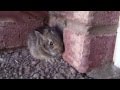 Catching a Baby Screaming Bunny