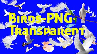 flying birds png  free download screenshot 4