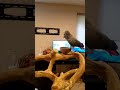 Seeing what Nikki the African Grey does when I go upstairs part 2