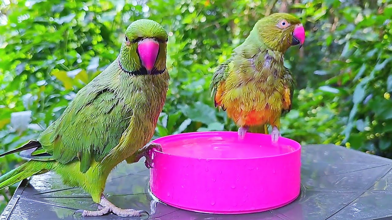 Parrot Taking a Bath Ringneck Parrot Talking YouTube