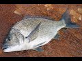 Look Alike! 😱 Tilapia Fish in Sea🐳 | Back to Back Fish Catches🤩 | Awesome Fishing with Live Prawns🦐