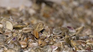 Kum Midyesi Nasıl Çıkarılır?