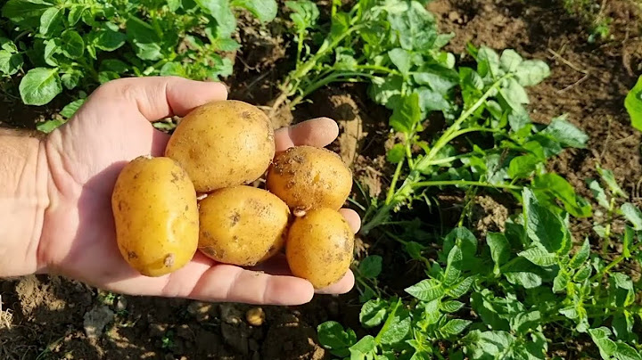 Mi az a tarlóburgonya és miért van októberben még földben?
