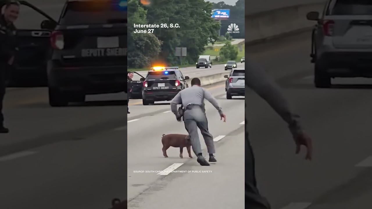 Patrol officers chase pig running on South Carolina interstate
